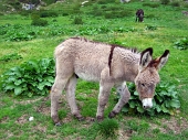 Salita al Rif. Calvi dal sentiero estivo, passaggio al Rif. Longo dal Passo della Selletta e discesa dalla carrareccia - FOTOGALLERY